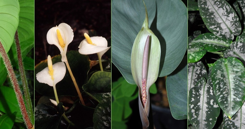 Семейства Цветковых. Ароидные