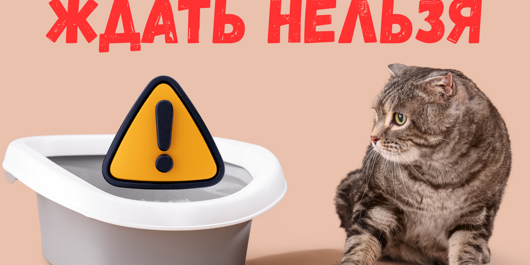 Может ли кошка терпеть и не ходить в туалет: 7 признаков, что ждать нельзя