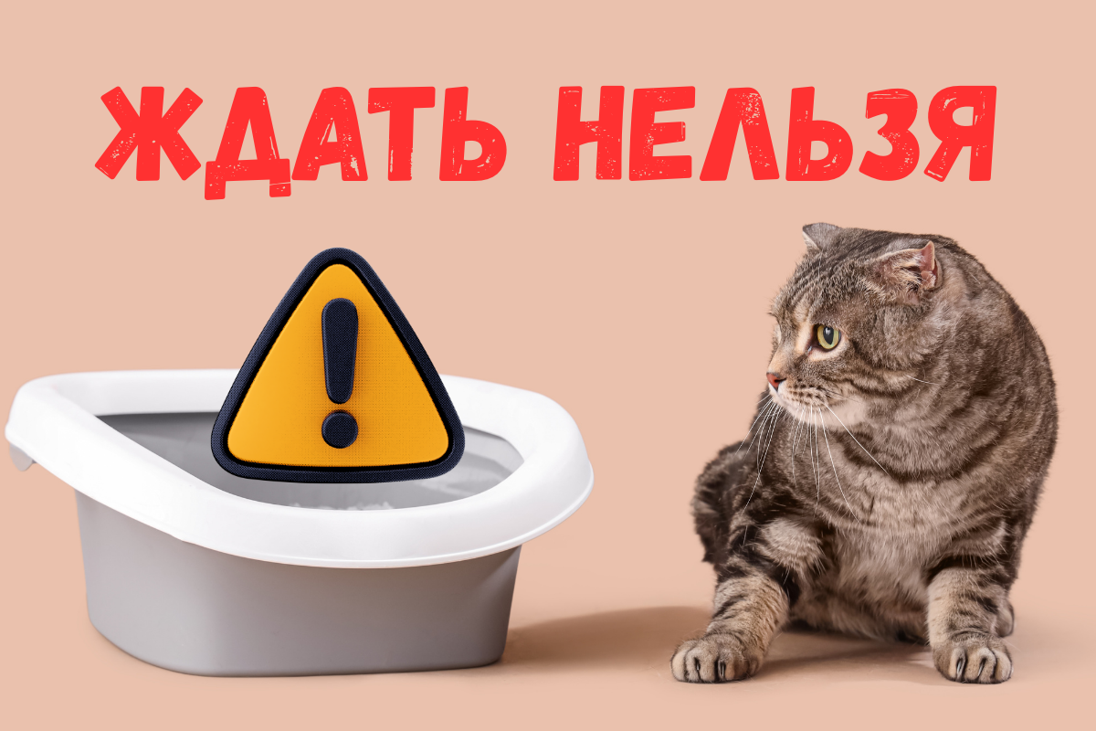 Может ли кошка терпеть в туалет 