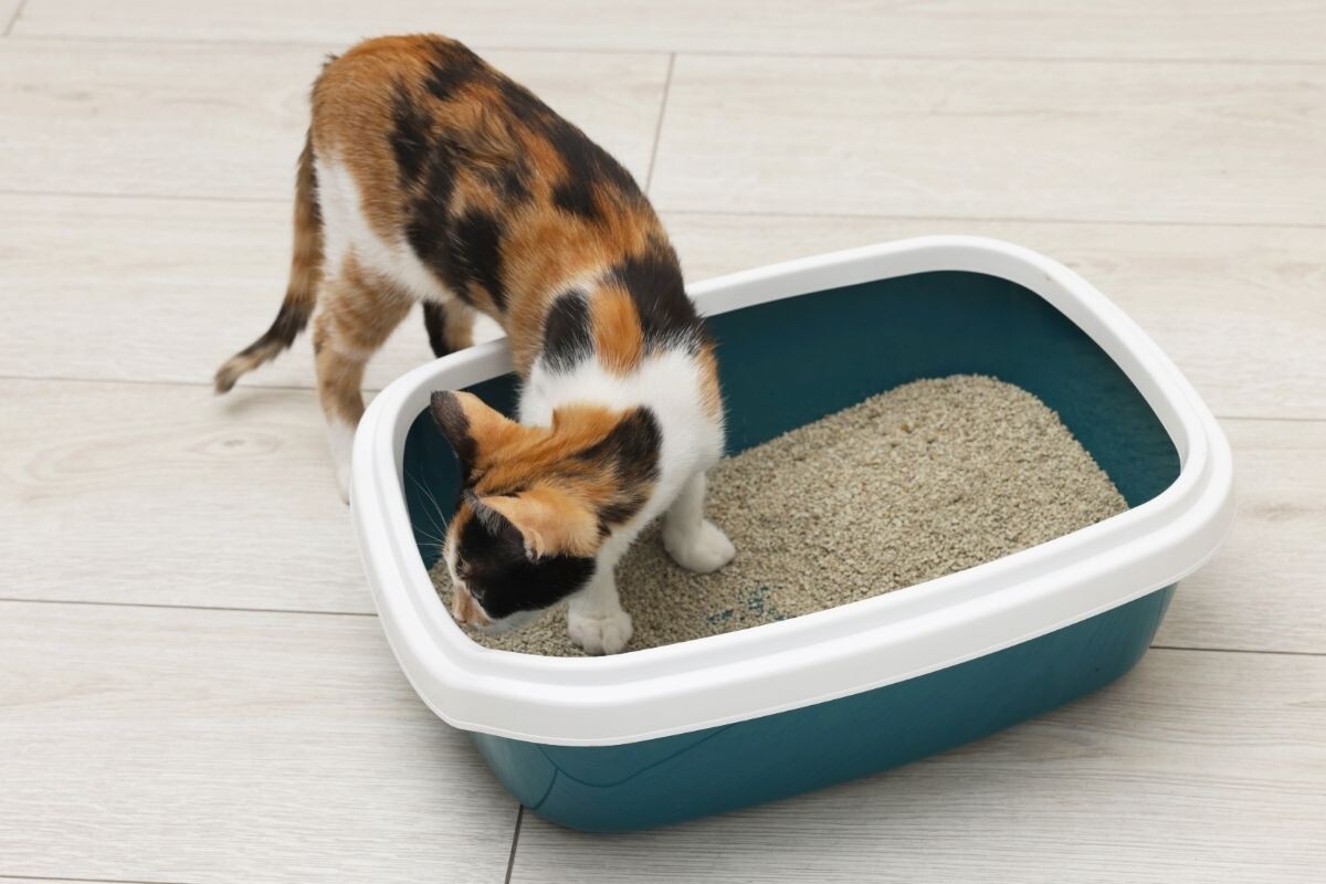 Кошка в лотке 