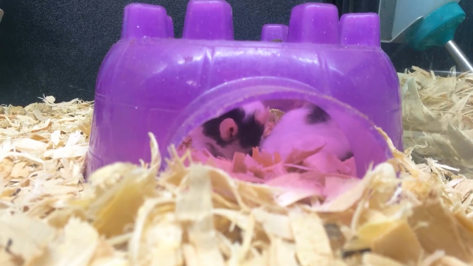 ФОТО: Кадр программы "Наука и техника", РЕН ТВ