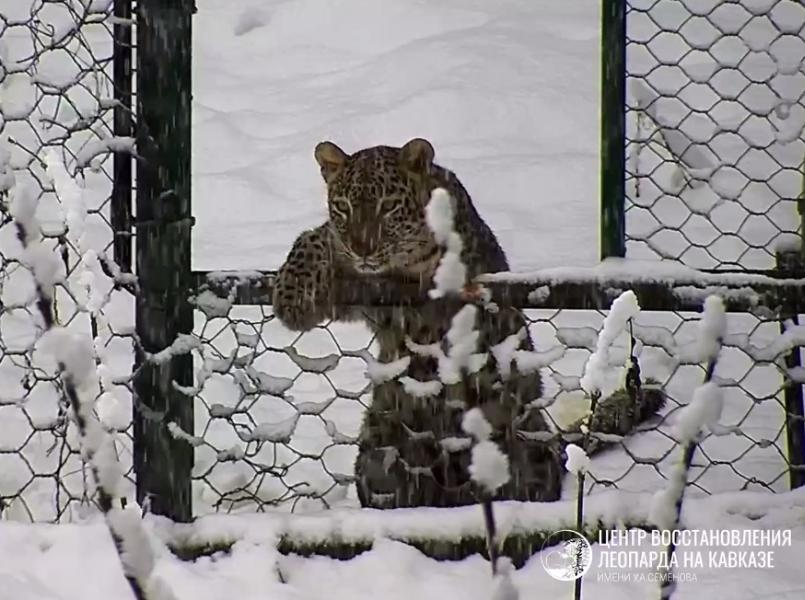 Фото: Центр восстановления леопарда на Кавказе имени У.А. Семенова