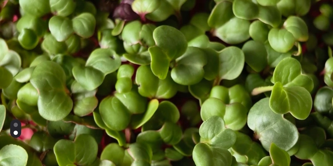 Почему 90% людей всё ещё не едят микрозелень и считают её «модной фигнёй»