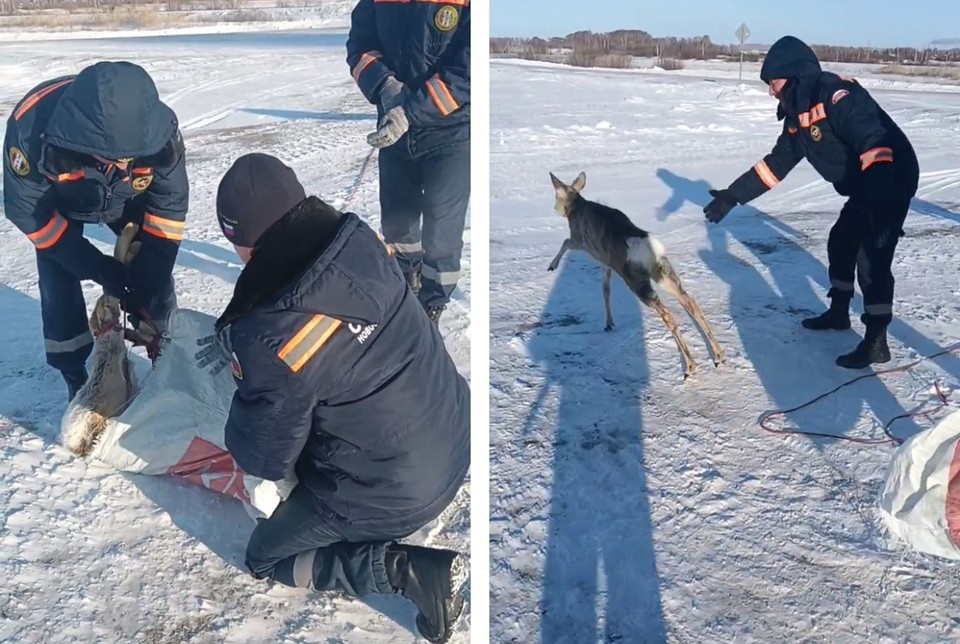    Косулю погрузили в транспорт и вывезли за пределы населенного пункта. Фото: скриншот видео ГКУ НСО «Центр ГО, ЧС и ПБ»