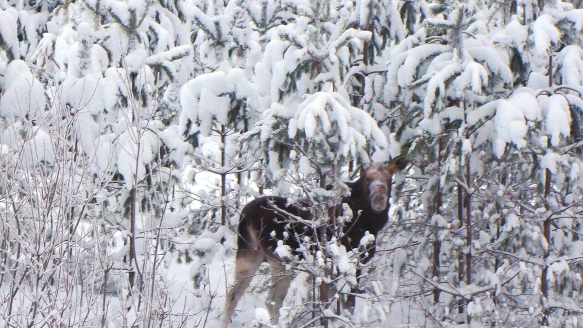   Вячеслав Ложкин / Минприроды Удмуртии