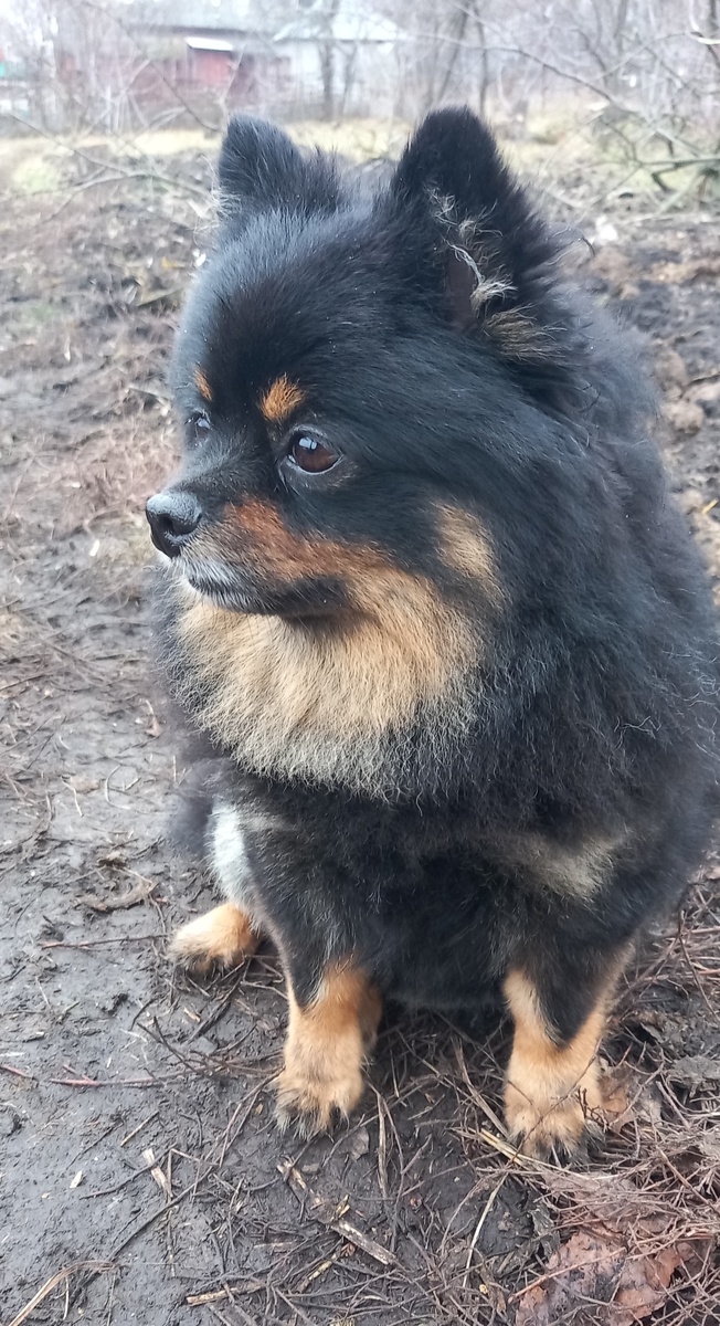 Конец января 2025 года, на огороде грязь