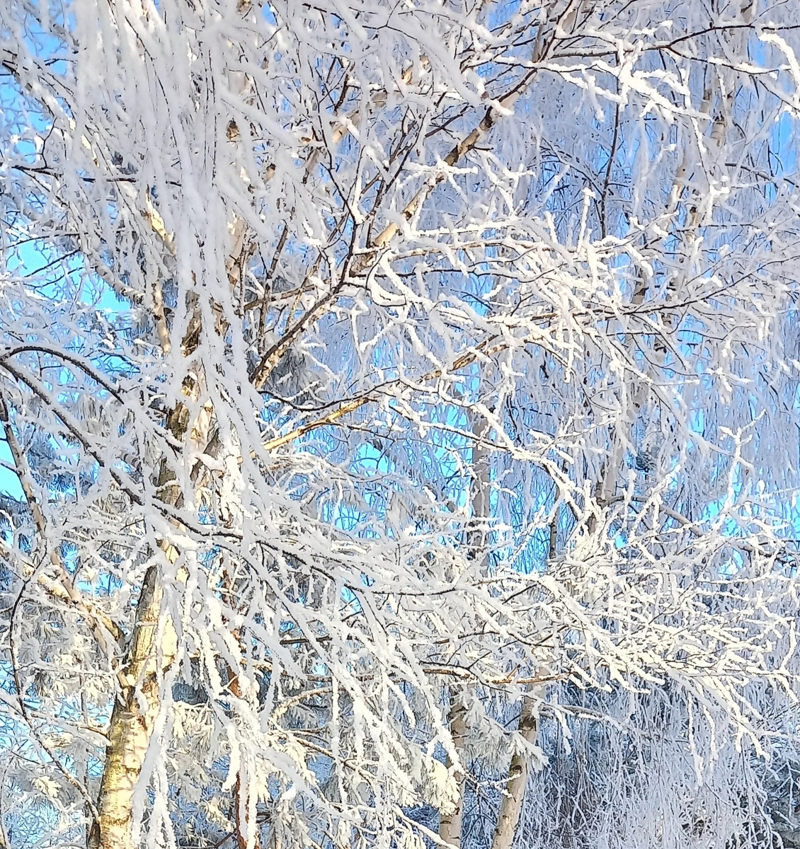 Белая берёза...