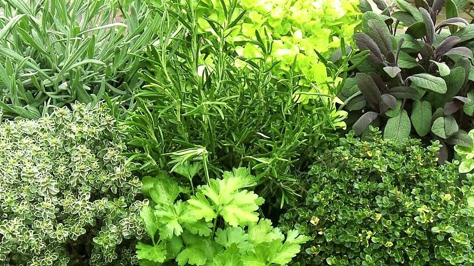 пряные травы