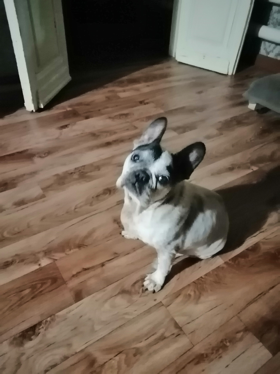 Фото автора наша  Софи. Только уже  взрослая щенячьих фото у меня не сохранилось