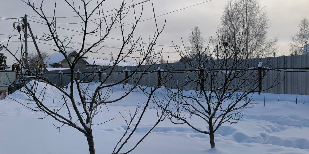 Не ждите оттепели: 3 типа веток, которые нужно вырезать именно в январе, чтобы спасти урожай