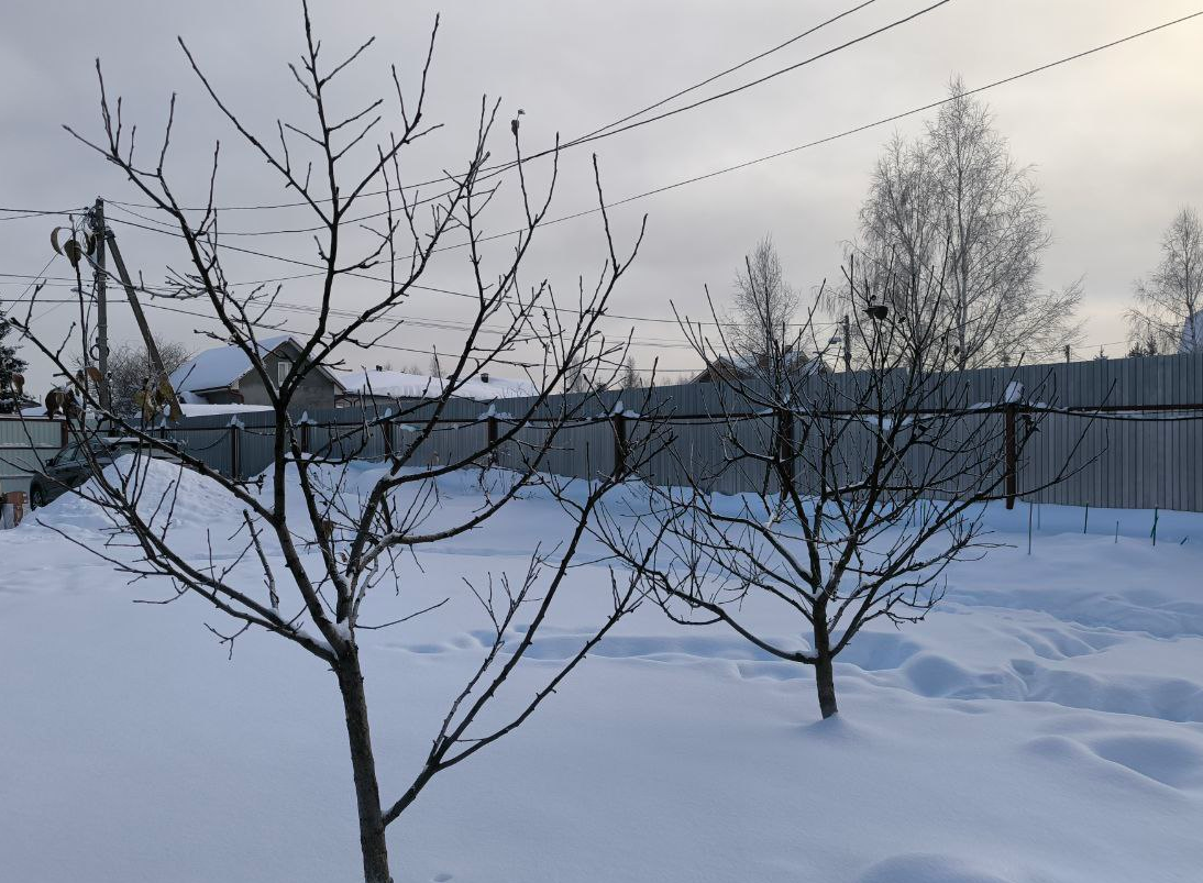 Зимние яблони