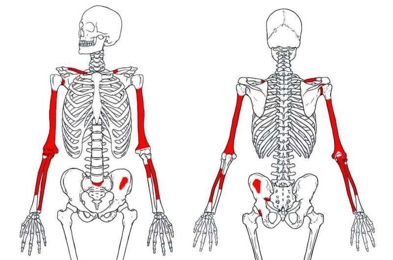    Реконструкция скелета «человека умелого» по найденным костям (выделены красным цветом).