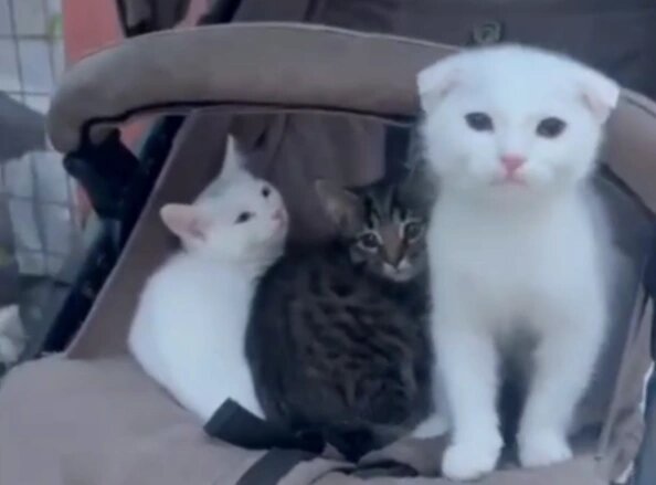 История спасения трёх детских жизней