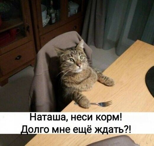 Прикольные мемы с животными