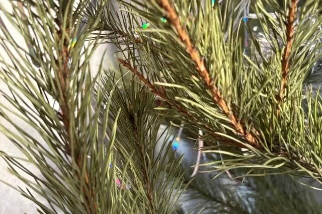    Куда сдать новогоднюю ёлку в Воронеже?