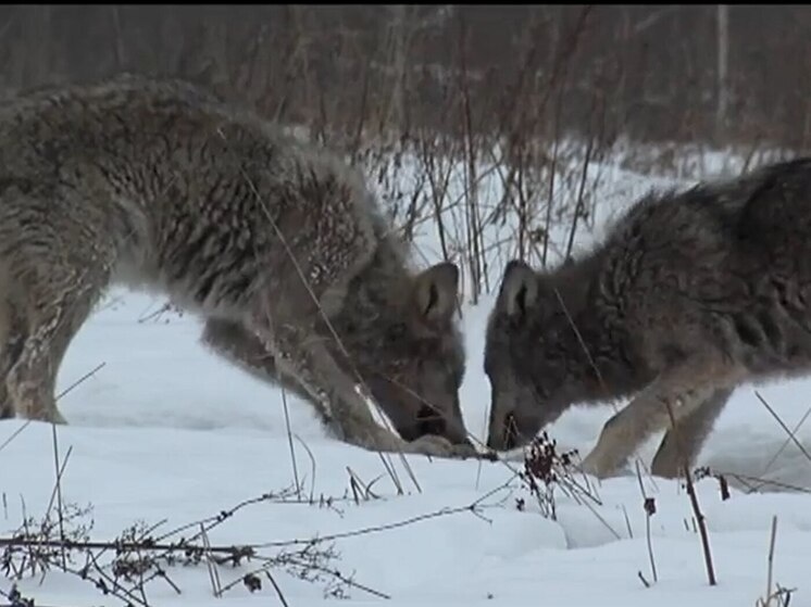     Фото: кадр из видео.