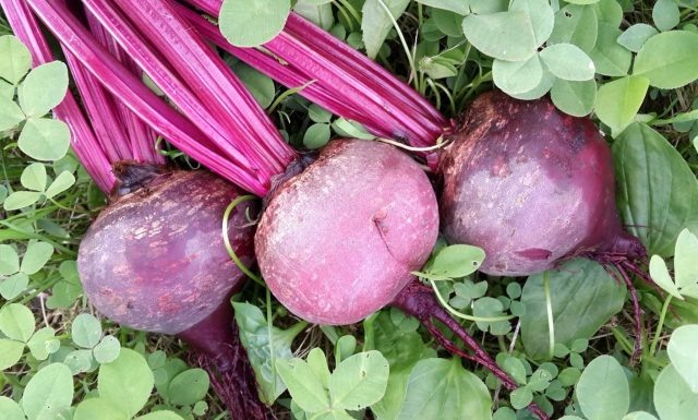 Свёкла Детройт даёт округлые, ровные корнеплоды с гладкой тёмно-красной мякотью. На срезе почти нет колец, волокна тонкие, вкус сладкий и насыщенный, идеальна для салатов и варки.  📷
