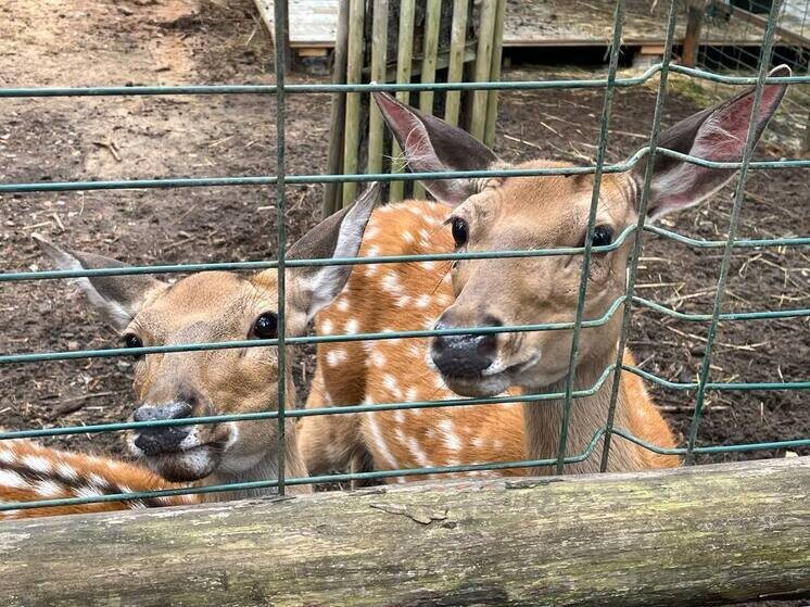     Полевые работы стартовали сегодня. Фото: Архив МК в Великом Новгороде