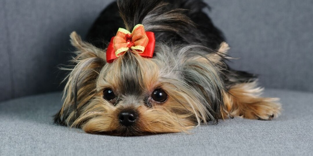 Йорк — не «милый мини»: 7 особенностей характера, которые лучше знать заранее