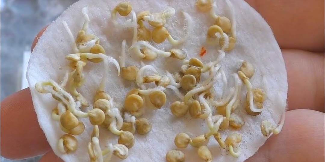 Натуральные стимуляторы роста для семян: как ускорить всходы без химии 🌱✨