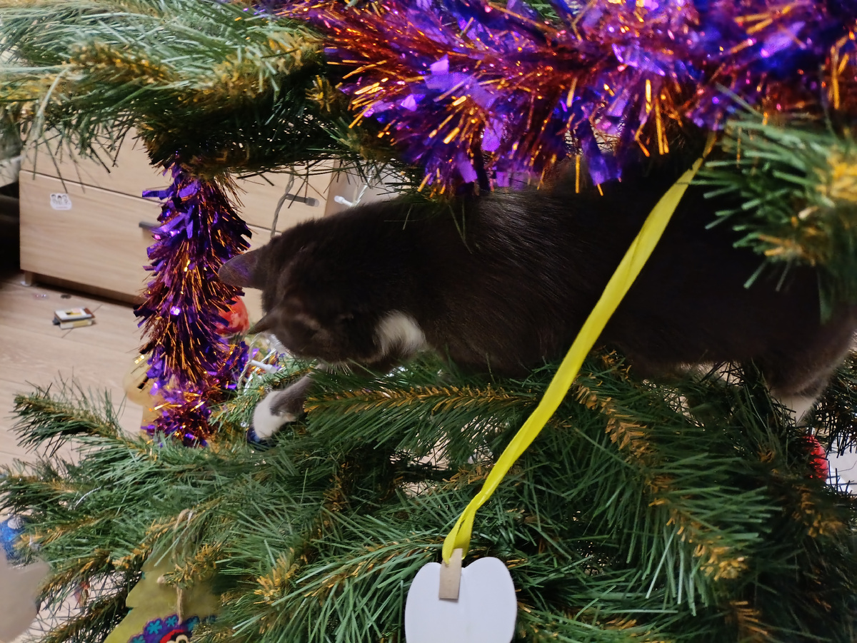 Кошка решила, что пора разбирать ёлку