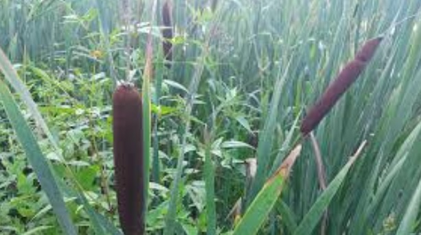 Камыш и рогоз - природные материалы для плетения корзин, растут в изобилее на любой заводи