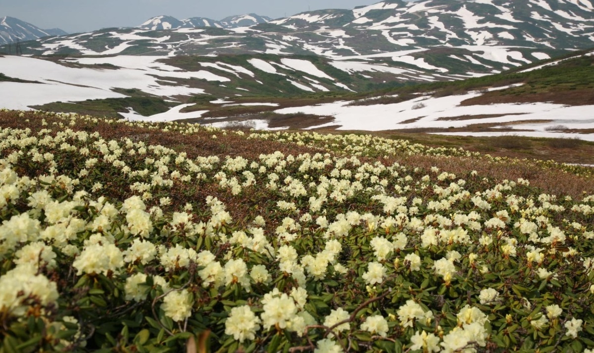 Легендарный сагаан-дайля
