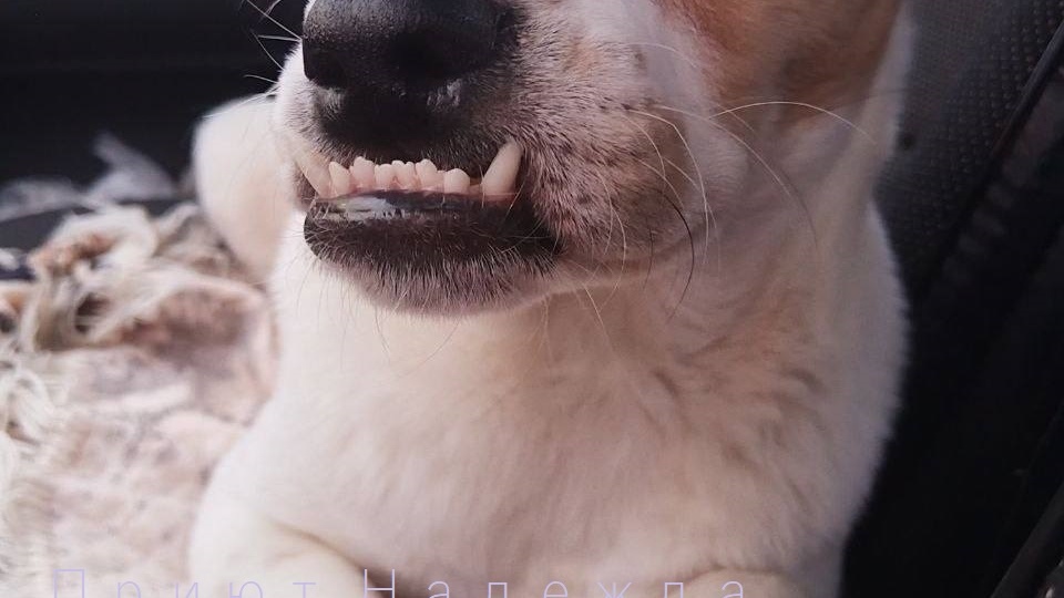 ОЧЕРЕДНОЙ ПОСТ О НИХ. О ЩЕНКАХ🐕🐕 С ТРАССЫ🛣.