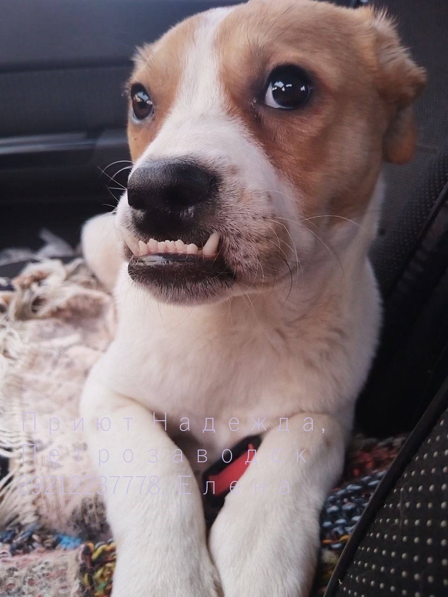 У этого щенка какая-то проблема с челюстью