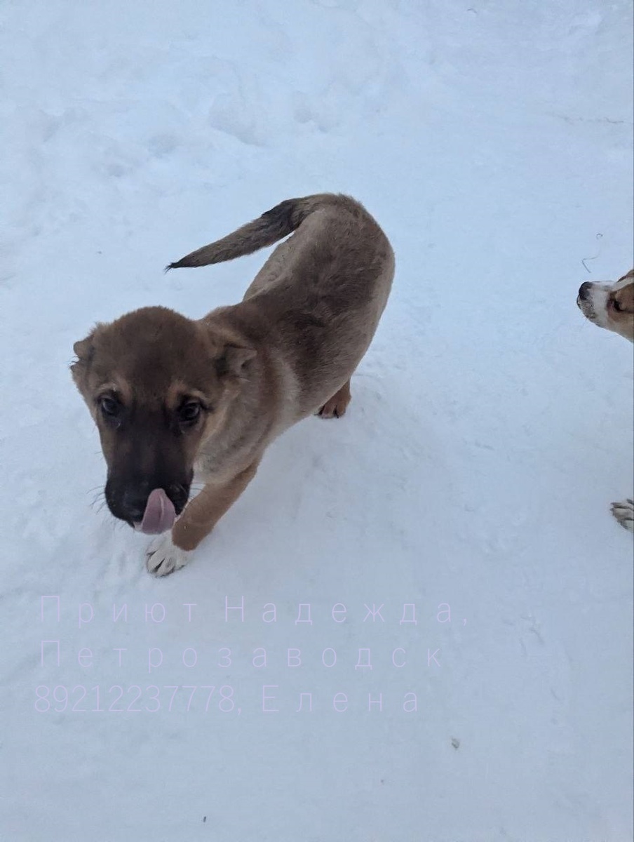 У этого - с задними лапами