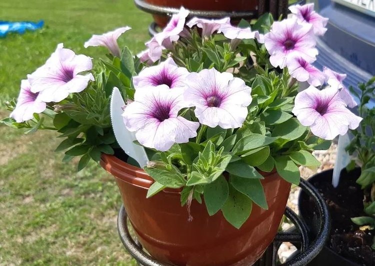    Фото: Лукьянов Дмитрий, AgroXXI.ru