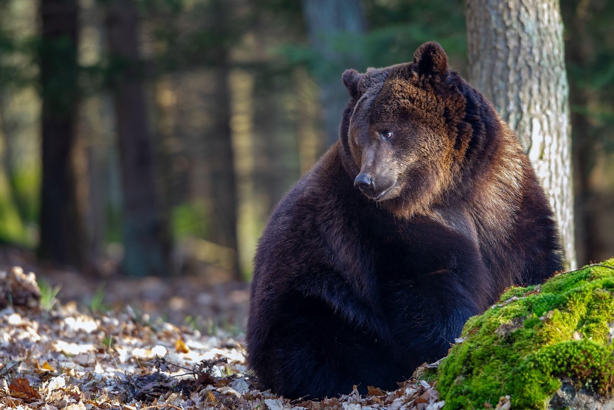    Фото несет иллюстративный характер