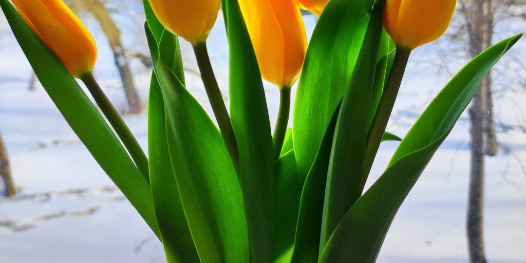 15.01.2026 Четверг Дневник "Мой новый день" Просыпаться с настроением! Спасение собак