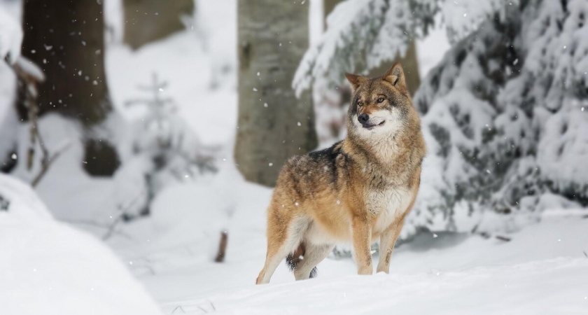    Фото: freepik.com/wirestock