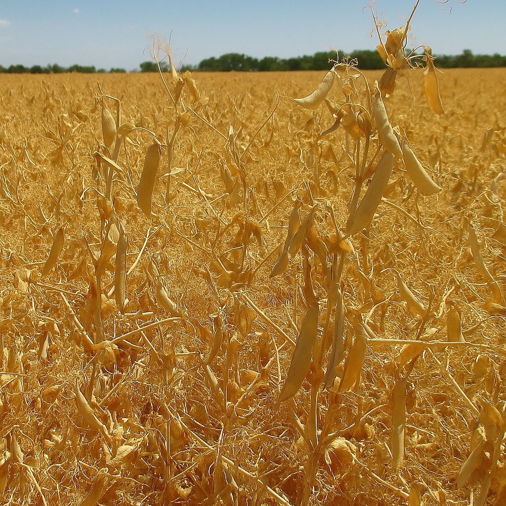 Посевной горох Нордман. Горох - одна из самых ранних культур сева