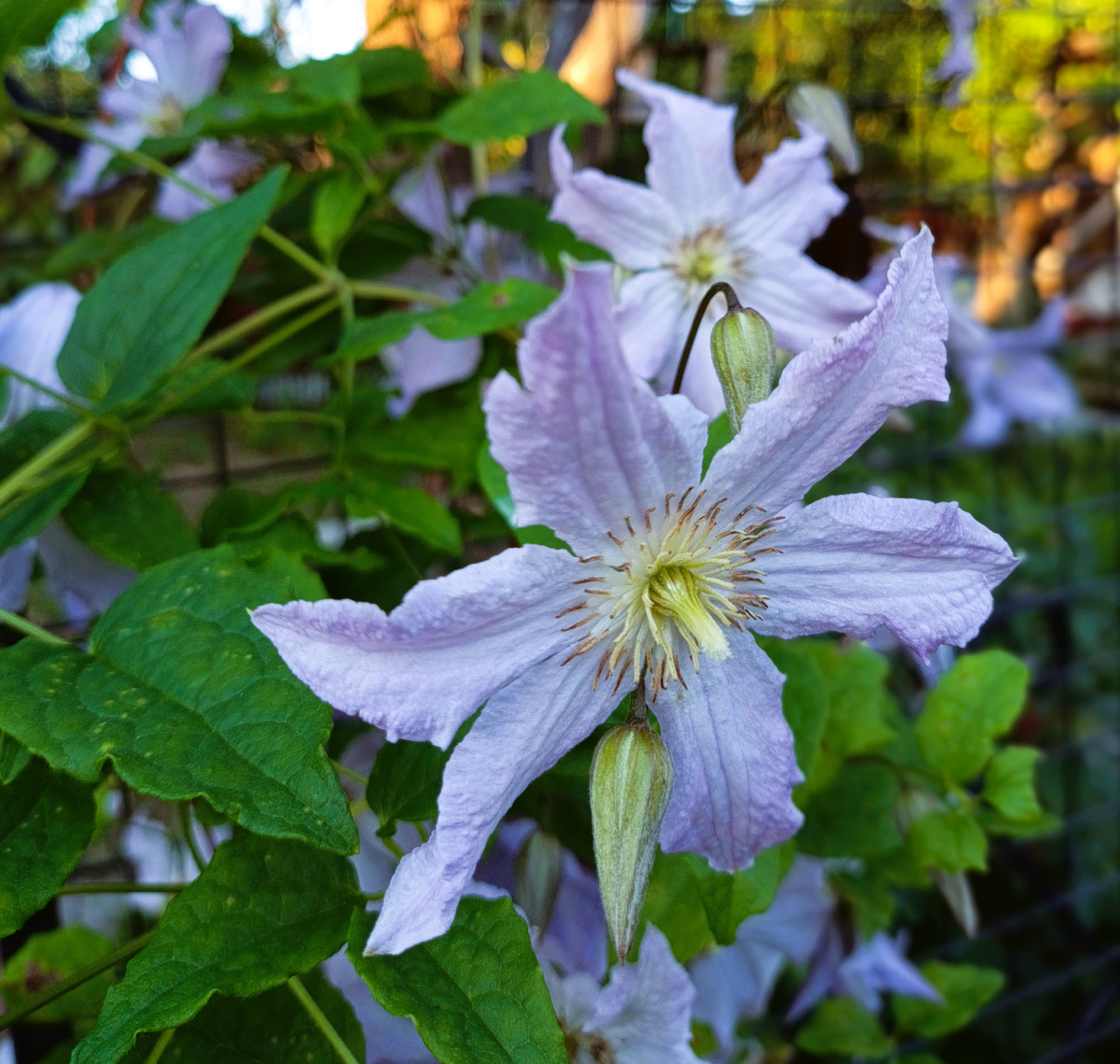 Клематис Голубой Ангел (Blue Angel) в саду автора