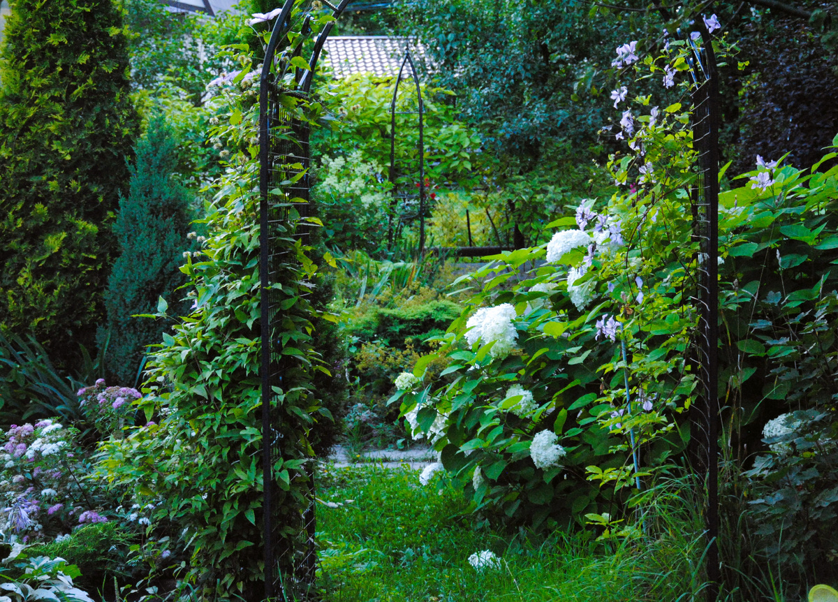 Клематис Голубой Ангел (Blue Angel) в саду автора