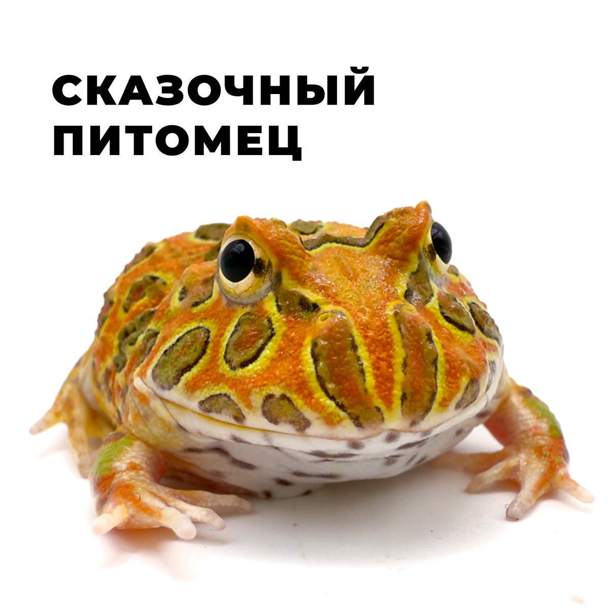 Рогатка Кранвелла