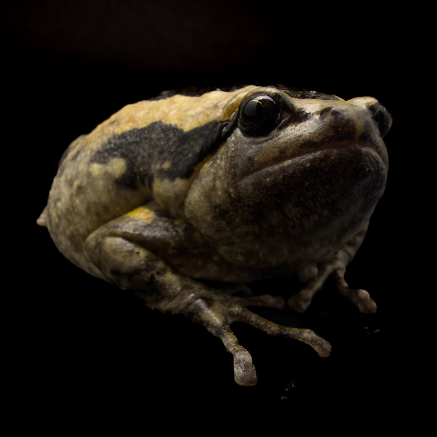 Украшеннная бычья лягушка ( Узкорот)