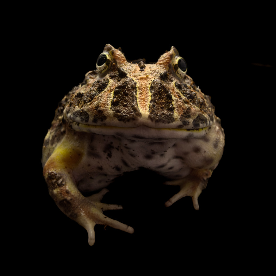 Рогатка Кранвелла