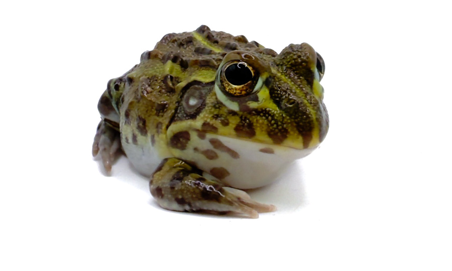 ЖАБА В ДОМЕ, ЛЯГУШКА В ДУШЕ