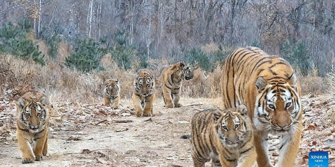 В Китае опубликовали уникальное фото шестерки амурских тигров