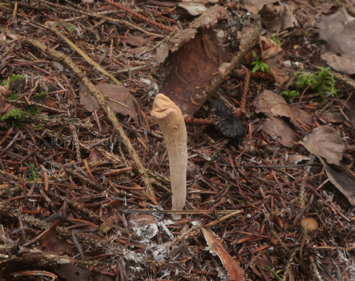 Вот это лицо грибной национальности я уже показывал, но хорошее надо повторять и повторять (фото И.Лебединского)