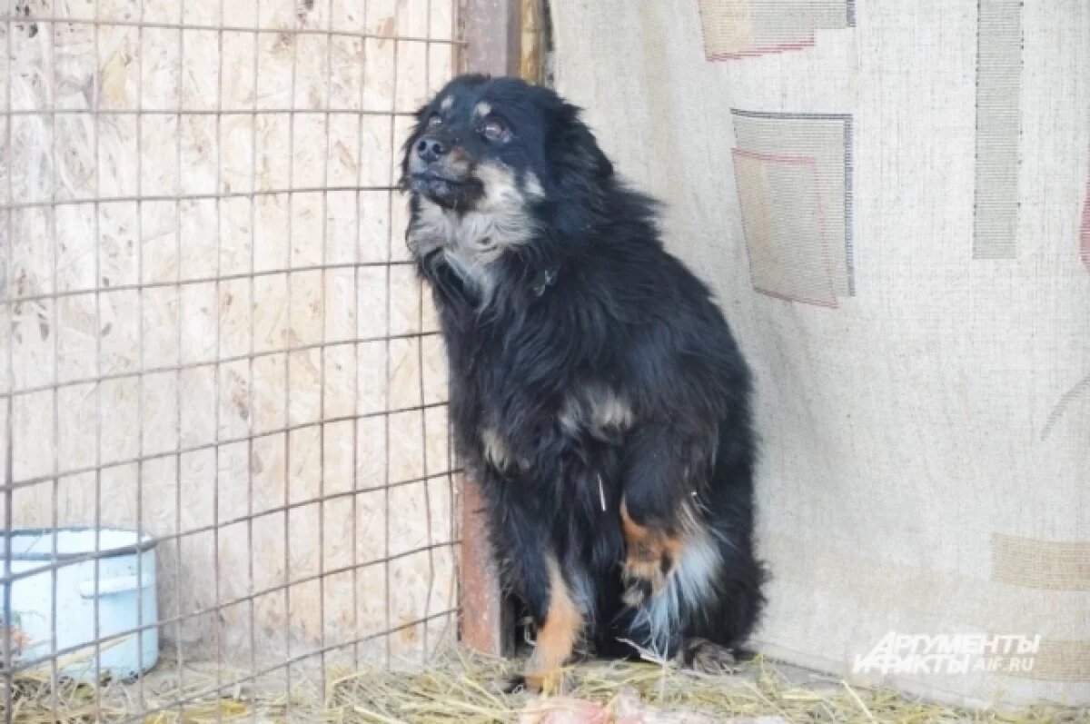    Массовая вспышка чумы поразила 140 собак в приюте Владикавказа