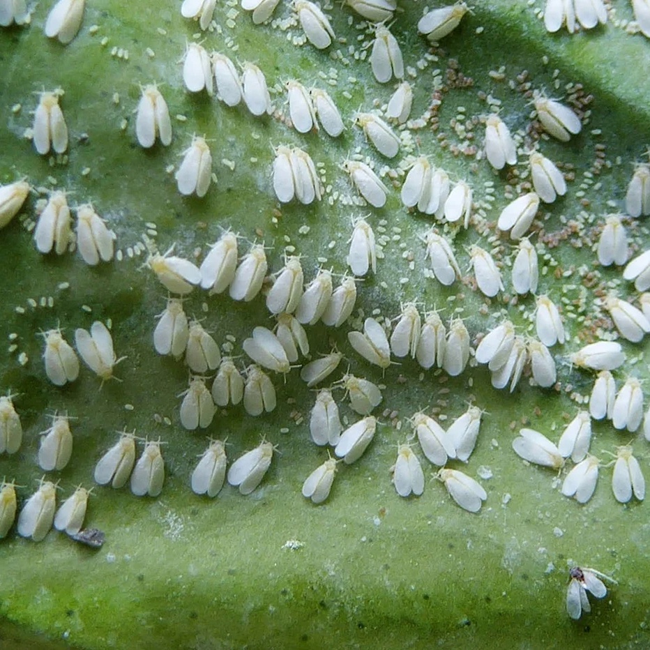 Белокрылка 