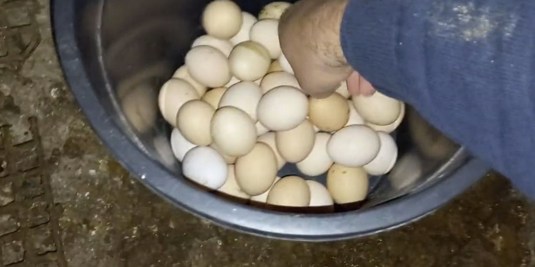 Зимой мои куры дают 27 яиц в день, хотя раньше было максимум 8. Рассказываю, что стал подмешивать им в утреннюю мешанку