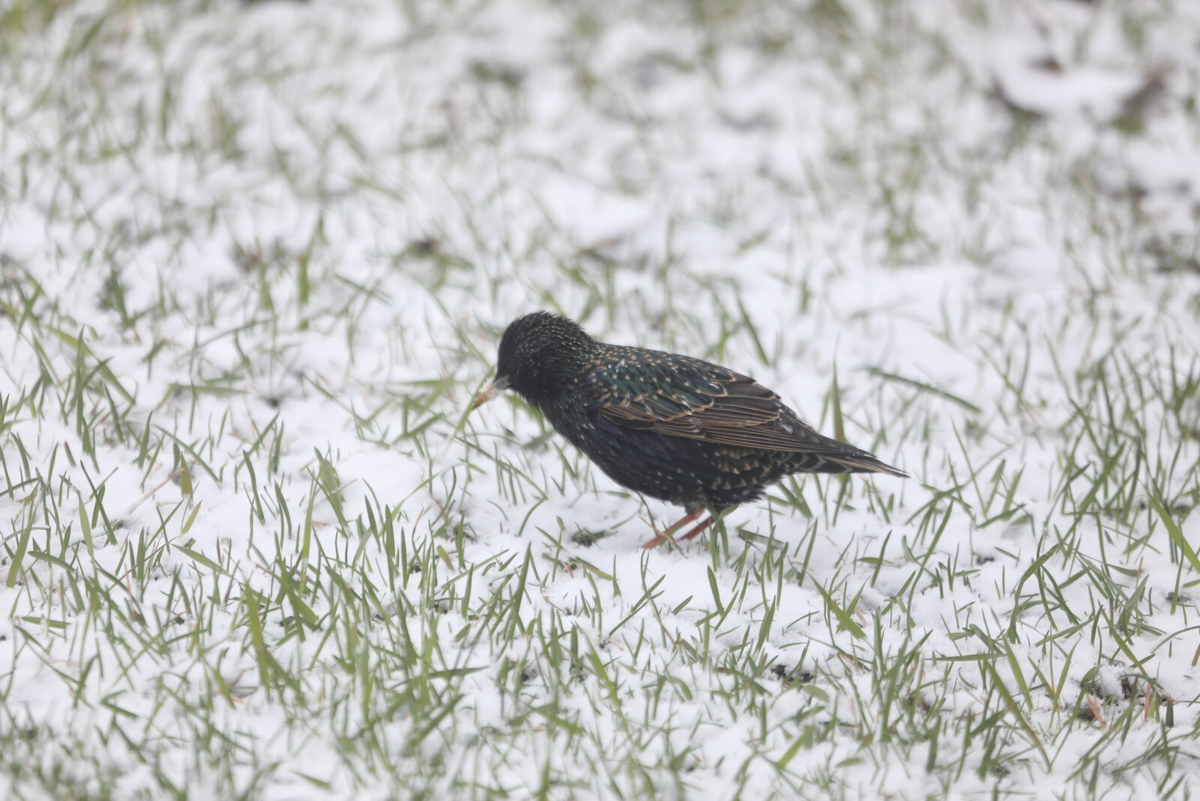 Фото: Роман Пименов / «Петербургский дневник»