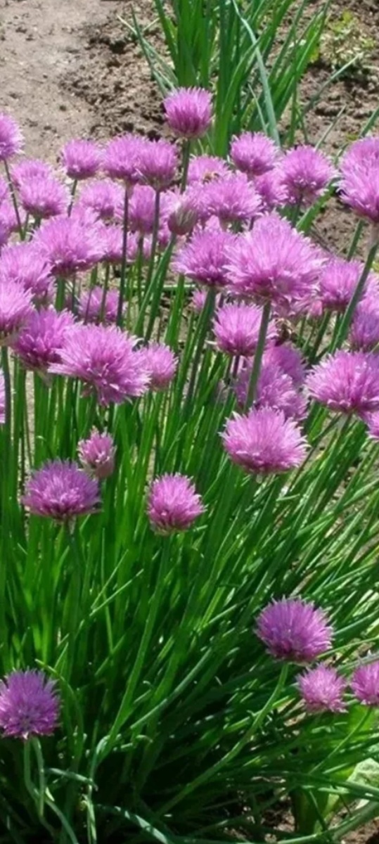 Шнитт-лук цветёт