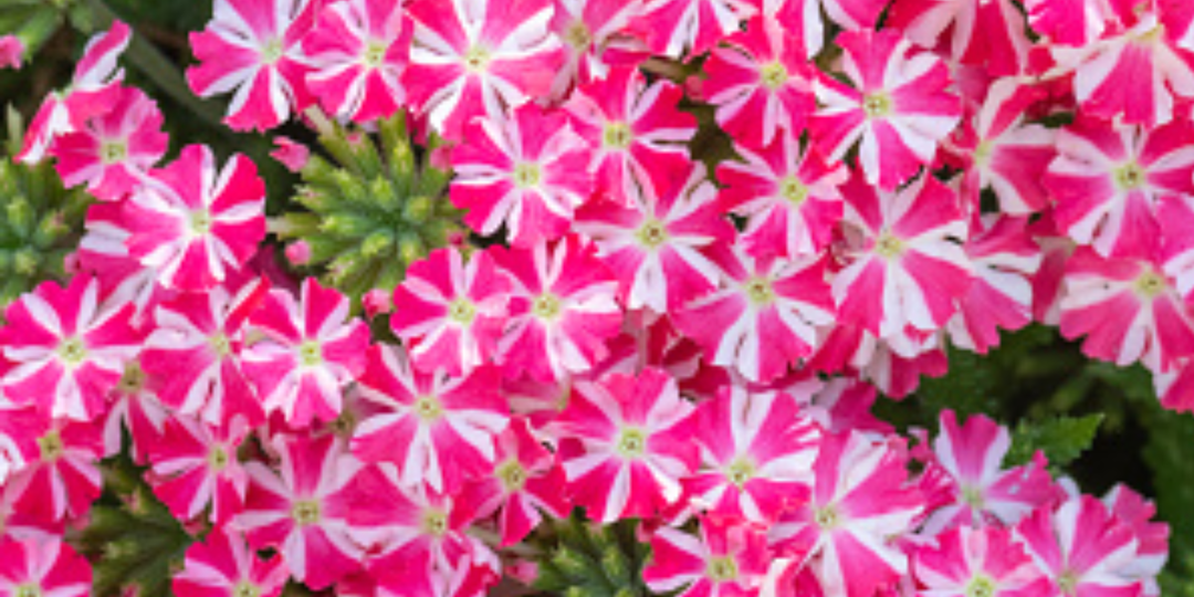 Что посеять в январе 2026? 5 цветов, которые стоит посеять на рассаду в январе