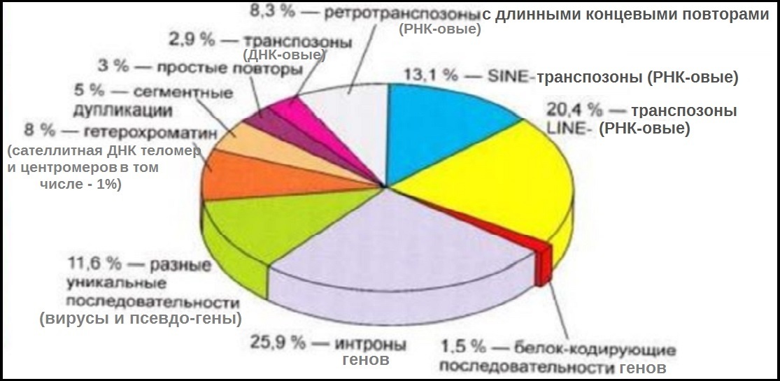 ТРАНСПОЗОНЫ занимают около половины нашего генома. (ppt-online.org)
